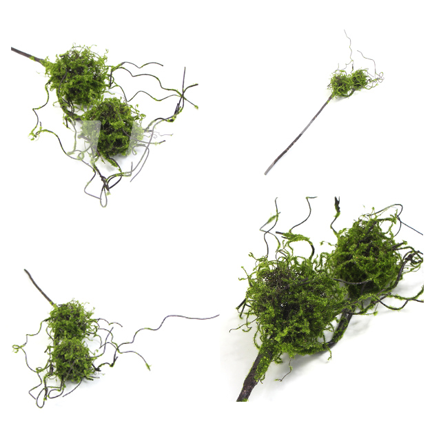雙頭苔蘚鳥(niǎo)巢